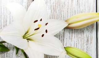 百合花怎么养 百合花怎么养才能开花