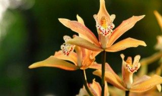 虎头兰花种植注意事项（虎头兰花种植注意事项有哪些）