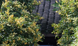 桂花树可以种在院子里吗（桂花树可以种在院子里吗风水好吗）