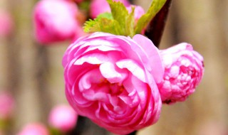 木菊怎样剪枝才能开花 木菊怎样剪枝才能开花木菊花什么季节剪枝