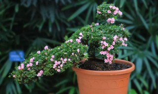 种植杜鹃花的小妙招（种植杜鹃花的小妙招视频）