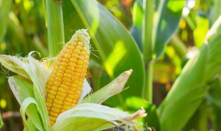 玉米除草剂使用注意事项 玉米除草剂使用注意事项玉米田打惊草药能土能下央吗