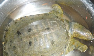 杀鳖的正确方法（杀鳖的正确方法视频）
