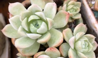 白月影多肉的养殖方法和注意事项 多肉白月影可以叶插吗