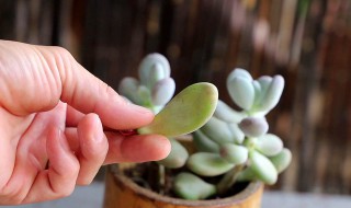 多肉布丁的养殖方法和注意事项（多肉布丁的养殖方法和注意事项有哪些）