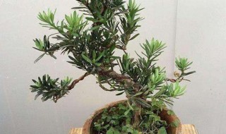 罗汉松浇水的正确方法 罗汉松浇水的正确方法视频
