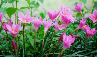 葱兰种球种植方法 葱兰种球种植方法图解