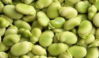 蚕豆冷冻保存的方法（蚕豆冷藏方法）