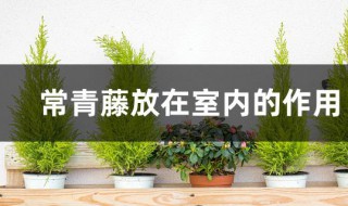 常青藤放在室内的作用（常青藤可以放在室内吗）
