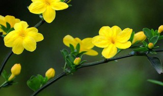 迎春花的作用（迎春花的作用是什么）