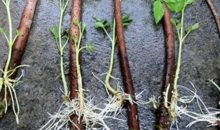 生根粉的作用和使用方法 花卉生根粉的作用和使用方法