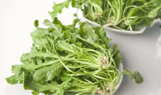 春分种什么菜好（春种哪些菜）
