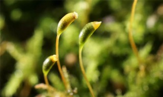 樱花种子怎么破壳发芽 樱花种子怎么催芽