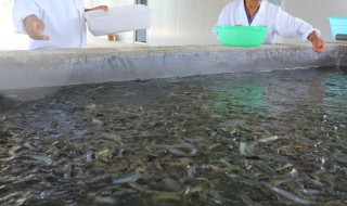 室内泥鳅养殖（室内泥鳅养殖技术视频教程）