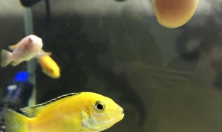三湖慈鲷多久吐出小鱼 三湖慈鲷鱼含卵多久吐出来