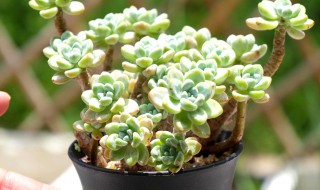 肉肉植物怎么养（多肉植物怎么养 方法）