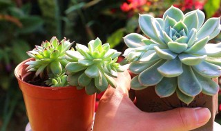 植物多肉怎么养殖（多肉养殖）