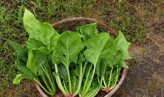 菠菜和豆腐为什么不能一起吃 菠菜和豆腐为什么不能一起吃呢