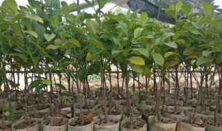 榴莲树苗怎么种植方法（榴莲树苗怎么种植方法移栽）