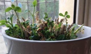 田七家庭花盆种植方法 田七怎样种植在花盆里