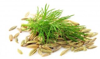 小茴香种子的种植方法 小茴香种子怎么种植方法