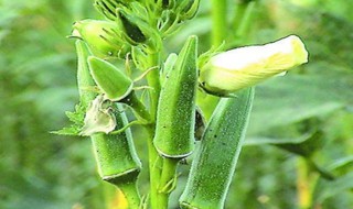 秋葵籽怎么种植方法 秋葵籽的种植方法