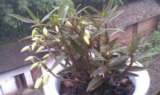 铁皮石斛种植方法盆栽（铁皮石斛种植方法盆栽视频）