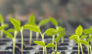 种子种植方法（向日葵种子种植方法）