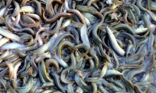 求泥鳅养殖技术 求泥鳅养殖技术图解