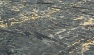 大棚养殖泥鳅技术 大棚养殖泥鳅技术视频