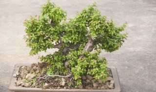 菩提树的养殖方法和注意事项 菩提树的养殖方法和注意事项小盼