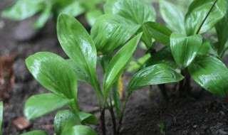 寒葱的种植方法和时间（寒葱的种植时间及管理）