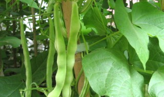 豆角种植方法步骤 豆角种植的方法与技术