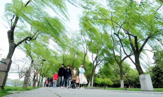 梦见大风是什么意思（做梦梦见大风是什么意思）