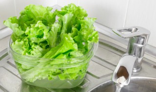 生菜如何清洗（生菜如何清洗去虫去农药）