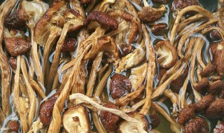 茶树菇如何清洗（茶树菇怎样清洗）