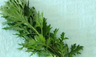 艾草可以挂门里吗 艾草可以挂门里吗有毒吗