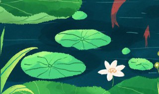 夏至后节气（夏至节气花信）