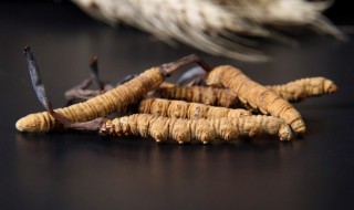 虫草发霉还能吃吗 虫草发霉还能吃吗图片
