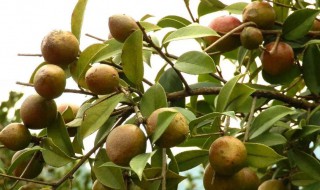 油茶是什么（油茶是什么地方的特色）