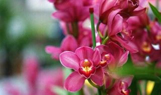 大花蕙兰的介绍（大花蕙兰的样子）