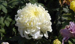 菊花的基本介绍 菊花的基本介绍怎么写