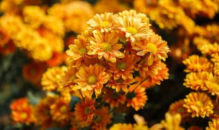 菊花的养护方法 菊花的养护方法你知道多少