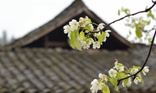 如何介绍清明节（如何介绍清明节?）