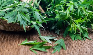 艾草一年能收割几次 艾草一年可以收割几次