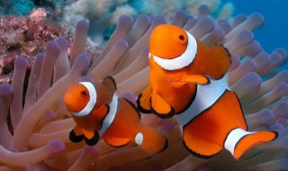海里常见的鱼 海里常见的鱼名称及图片大全