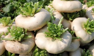 芜菁是什么蔬菜（芜菁是什么蔬菜菁）