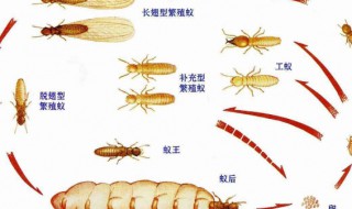白蚁一般什么月份出来（白蚁一般什么月份出来觅食）