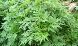 艾草熏蚊子的正确方法（艾草熏蚊子的正确方法视频）