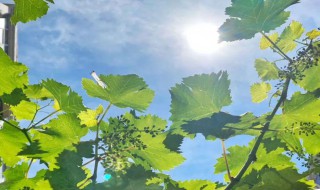 进入夏天的标准是什么 进入夏天的温度标准